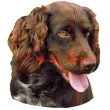 Image result for německý křepelák postava