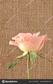 Grows in rocky soils in areas with high winds off the horn of africa. Https Depositphotos Com 260108850 Stock Photo Flower Galangal Oil Html Https St4 Depositphotos Com 20524830 26010 I 1600 Depositphotos 260108850 Stock Photo Flower Galangal Oil Jpg Flower Of Galangal Oil 260108850 Https Depositphotos Com