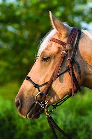 We did not find results for: How To Lunge A Horse With A Halter Arxiusarquitectura