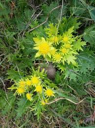 Image result for Parkeriaceae