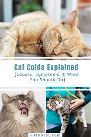 Cat Colds Explained Causes Symptoms What You Should Do Cat Cold Cat Illnesses Cat Sneezing
