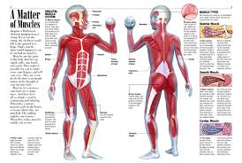 In these diagrams, the brachioradialis muscle is indicated. Basic Muscle Anatomy Anatomy Drawing Diagram