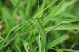 Image result for Digitaria gymnostachys