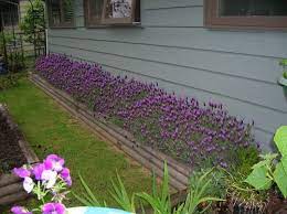 Lavender Spanish Lavender Otto Quast Side Yard Landscaping Lavender Planters Outdoor Gardens