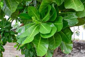 Image result for Barringtonia asiatica