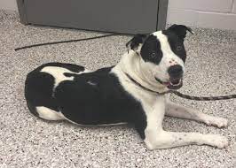 They are very friendly and will make friendly companions for any home. Shelter Pets To Go Meet Panda And Max