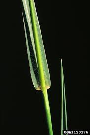 Image result for Cenchrus americanus