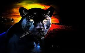 Maybe you would like to learn more about one of these? Wallpaper Hewan Panther Hitam Hd Unduh Gratis Wallpaperbetter