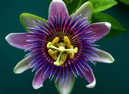 Scent Sensibility The Passion Flower Passion Flower Passion Fruit Flower Most Beautiful Flowers