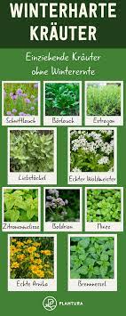 Petersilie, schnittlauch, thymian, rosmarin, aber auch salbei sowie minze gehören in jeden. Winterharte Krauter Arten Fur Garten Balkon Plantura Winterharte Krauter Winterharte Pflanzen Garten Krauter Anpflanzen