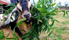 We did not find results for: 5 Fun Easy Snacks You Can Grow For Your Goats Hobby Farms