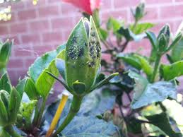 Hibiscus include a very wide variety of plants grown not only for their ornamental flowers but also as vegetables and fiber plants. Pests And Diseases Forum Hibiscus Bugs Garden Org