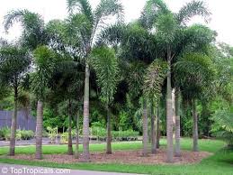 Image result for Wodyetia