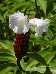 Crepe Ginger Cheilocostus Speciosus Http En M Wikipedia Org Wiki Cheilocostus Speciosus Ginger Plant Ginger Flower Plants