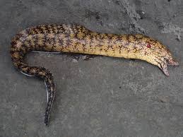 ウツボの特徴・見分け方 ｜ 写真から探せる魚図鑑