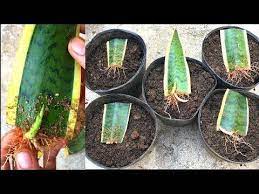 Grow Snake Plant From Leaves Crescer Planta Cobra De Folhas Trồng Cay Hổ Từ La Youtube Snake Plant Snake Plant Propagation Plants