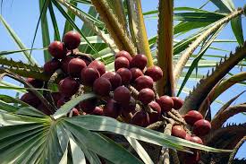 These pests feed under the bark of trees, weakening them and leading to death. Palm Fruit Hokka Tree Hyphaene Thebaica Doum Palm Gingerbread Tree Doom Palm Tree Edible Oval Pxfuel