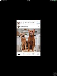 If facebook / instagram keeps getting thousands of requests that they make an ipad app then eventually they will realize the value in creating it. How Can We Install Instagram The Official Application On Ipad Mini Ipad Pro Ipad Air Ihowto Tips How To Fix How To Do