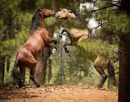 Are there still wild horses. Heber Wild Horses Heber Wild Horses