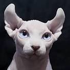 Sphynx And Elf Kittens | Illinois | Strange Sphynx and Elfs