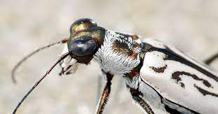 Northeastern Beach Tiger Beetle Chesapeake Bay Program Beetle Beach Chesapeake