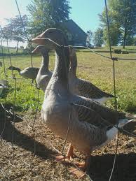 The common gray farm goose is usually a toulouse. 10 French Toulouse Geese Ideas Toulouse Goose French