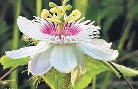 Passion Flower Grows In Neglected Areas The New Indian Express