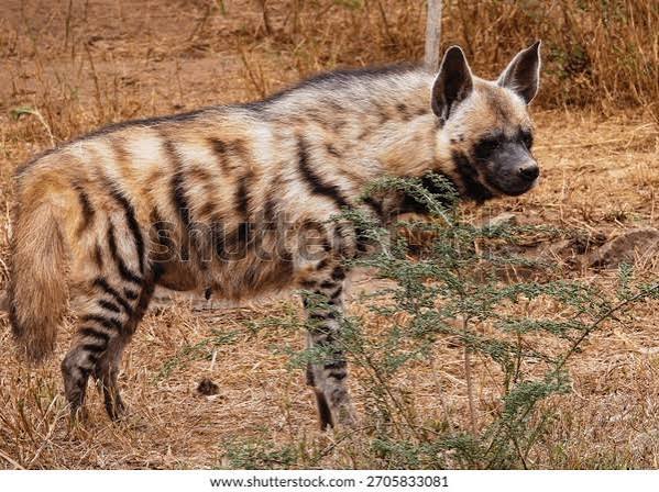 645 Indian Hyena Royalty-Free Images, Stock Photos & Pictures | Shutterstock