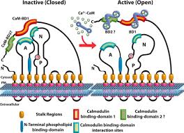 They are by definition sited at the interface between two compartments, such as between cytoplasm and extracellular space, or between mitochondrial matrix and intermembrane space, or. The Plasma Membrane Calcium Pump New Ways To Look At An Old Enzyme Journal Of Biological Chemistry