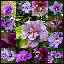 36 Types Of Purple Flowers Purple Flower Centerpieces Types Of Purple Flowers Purple Flower Arrangements