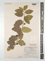 Image result for Ficus pygmaea