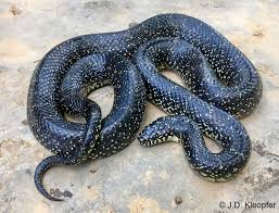 Maybe you would like to learn more about one of these? Eastern Black Kingsnake