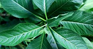 Maybe you would like to learn more about one of these? 14 Manfaat Daun Afrika Untuk Kesehatan Dan Kecantikan Yang Melegenda