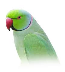 Indian Ring Necked Parakeet Personality Food Care Pet