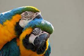 Nous sommes titulaire du cerficat de capacité. Papagei Alles Zum Vogel Im Tierlexikon Geolino