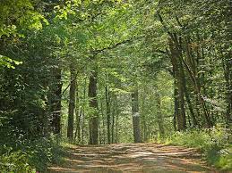 Forêt de Moulière - Grand Poitiers Communauté urbaine