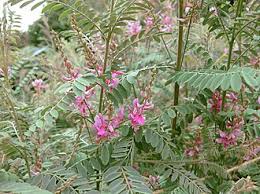 Image result for Indigofera gairdnerae