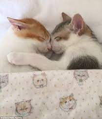 All the best pictures of cats. Brother And Sister Kittens Can T Sleep Unless They Cosy Up Together Cute Cats Kittens Cutest Cats
