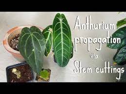 Anthurium Propagation Stem Cuttings Youtube Anthurium Anthurium Plant Propagation