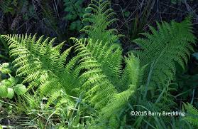 Image result for Cycnium filicalyx