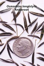 Image result for Oxyanthus goetzei