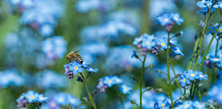 3,349 likes · 220 talking about this · 168 were here. The Mystery Of The Blue Flower Nature S Rare Colour Owes Its Existence To Bee Vision