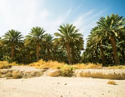 Check spelling or type a new query. North African Date Palm Is A Hybrid From The Middle East And Crete Earth Com