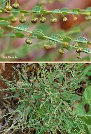 Image result for Phyllanthus pentandrus