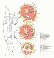 Chapter 15 • neuro anatomy chapter 16 • thoracic anatomy chapter 17 • abdominopelvic anatomy chapter 18 • musculoskeletal anatomy. Vessels Of The Thigh Basicmedical Key