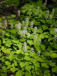 Image result for Nidorella ivifolia