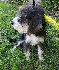Inland Empire Ca Valentino Is A Tibetan Terrier For Adoption In Inland Empire Ca Who Needs A Loving Home Tibetan Terrier Terrier Pets