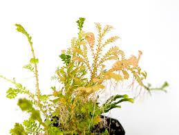 Image result for Selaginella chevalieri