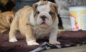 Find the perfect english bulldog puppy for sale in washington, wa at puppyfind.com. Pin On Animals
