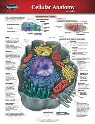 Cellular Anatomy Chart Medicine And Anatomy Quick Reference Guide Ebook Rental In 2021 Human Anatomy Chart Study Biology Cell Biology Notes